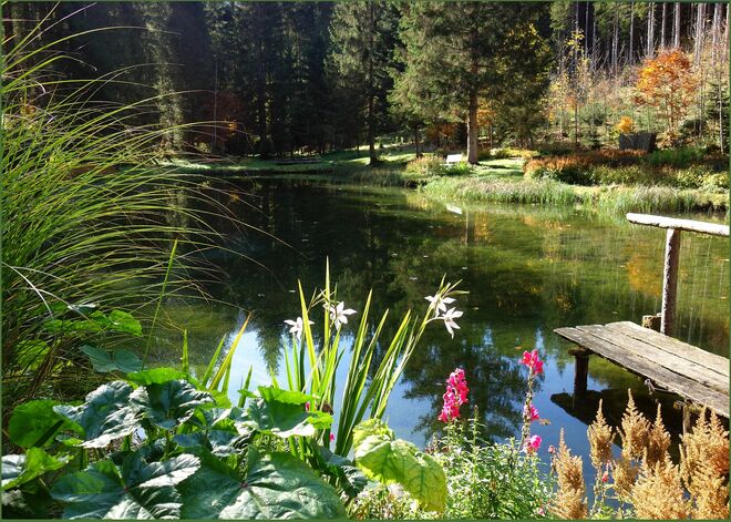 Sonnenlicht beim Blumenteich