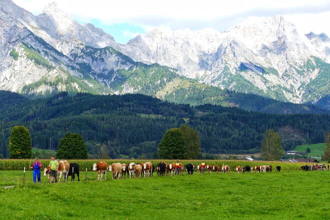 Almabtrieb von der Neuhauser Alm 1600 Hm