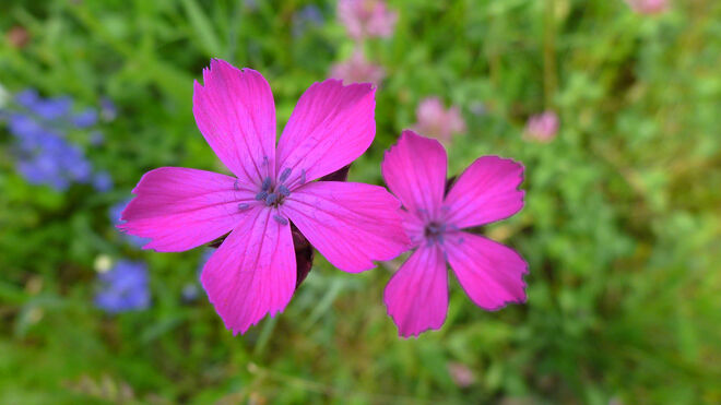 Echte Stein-Nelke (Karthäuser-Nelke)