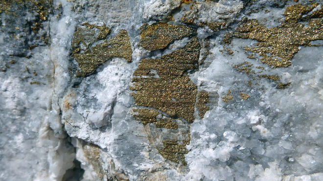 Katzengold am Wegesrand