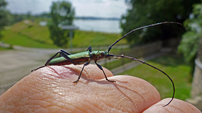 Ein Bock in Métallisé