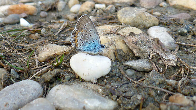 Auf (r)einem weißen Herzen