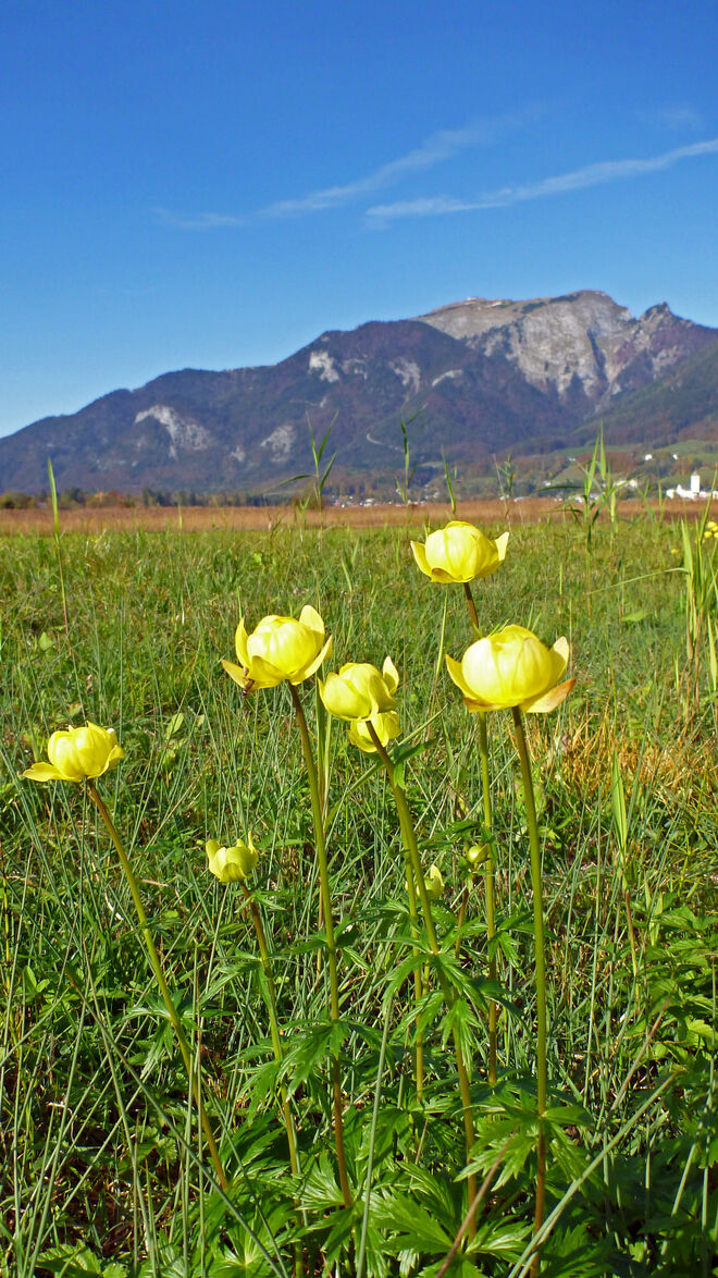 Frühling im Herbst