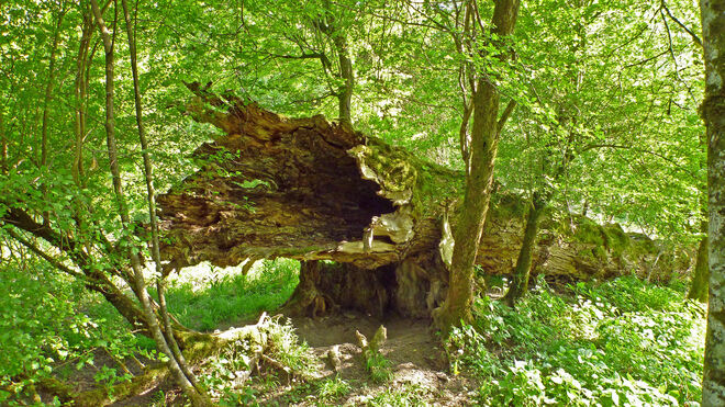 Gestürzter Riese