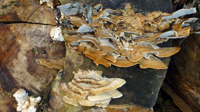 Der totes Holz liebt