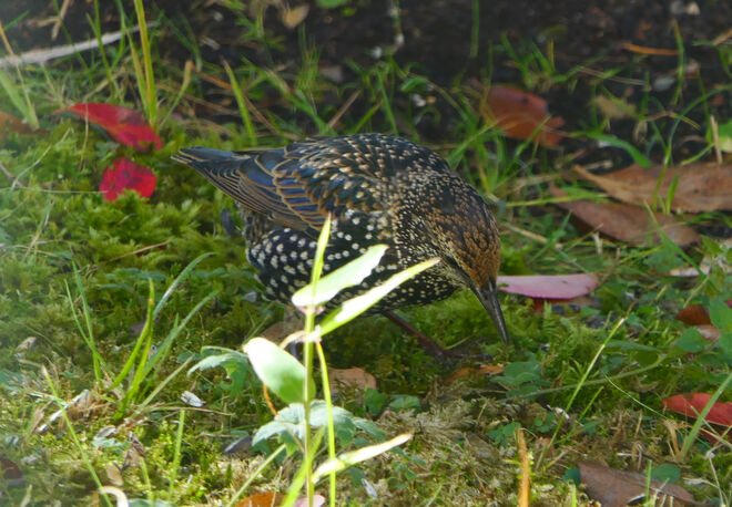 Star beim Futterhaus