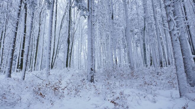 Winterwald