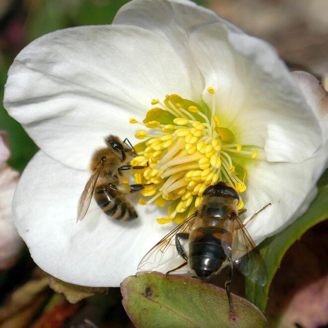Die Frühlingsarbeit ist schon voll im Gange
