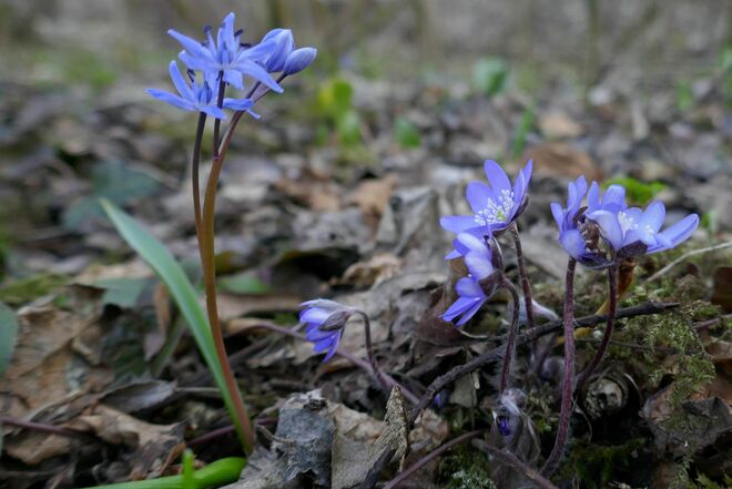Blau und blau