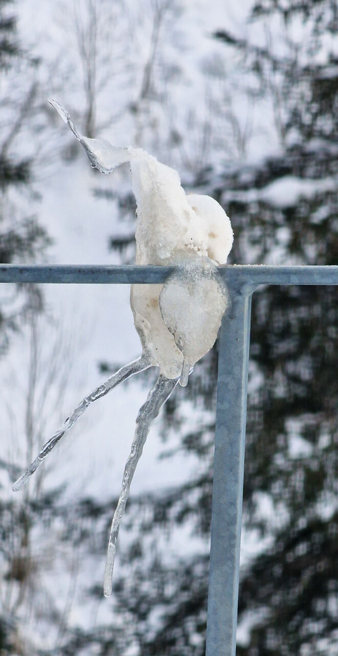 Eisvogel