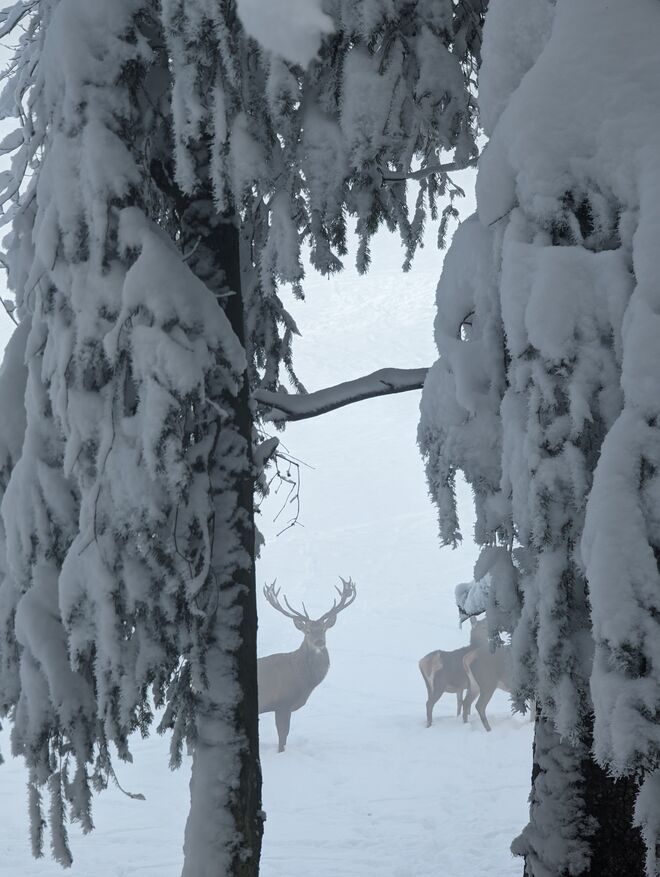 Anblick im Nebel