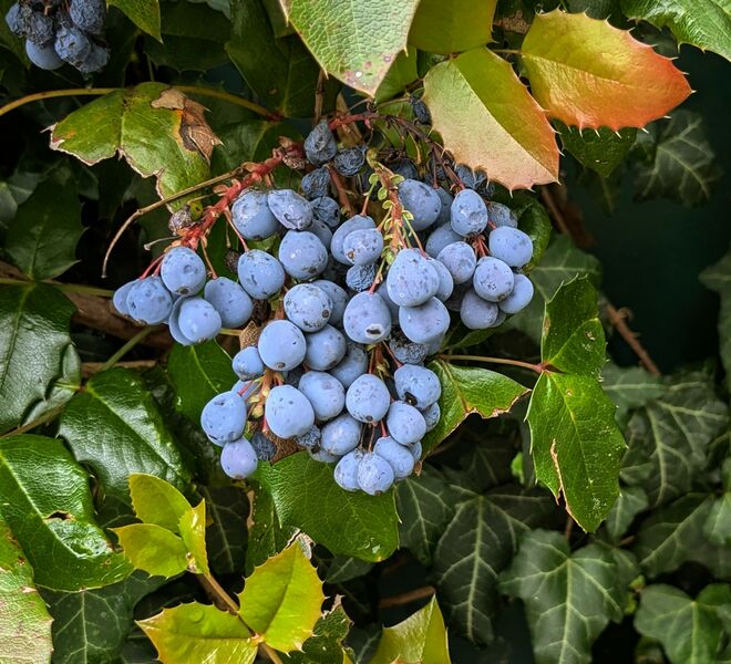 . . . Farben in der Hecke . . .