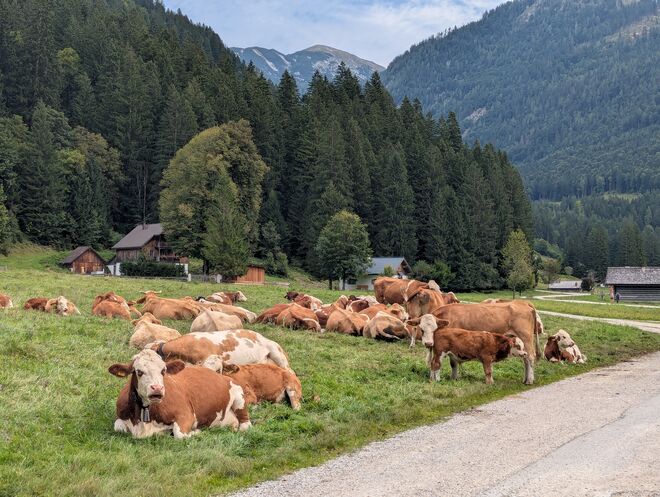 Wiederkäuer