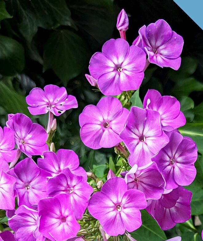 . . . Phlox am Abend . . .