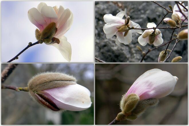 Die weißen Magnolien blühen