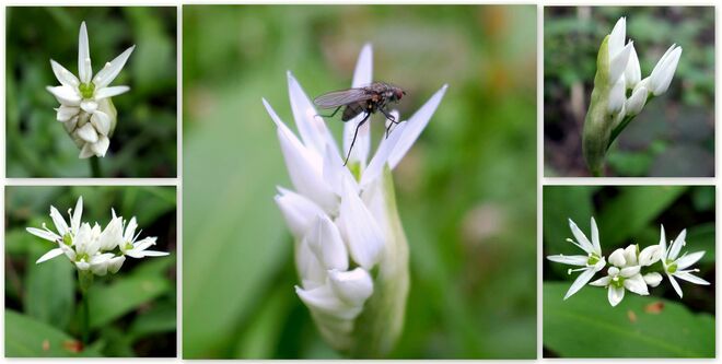 Gleich die erste Blüte abgestaubt.