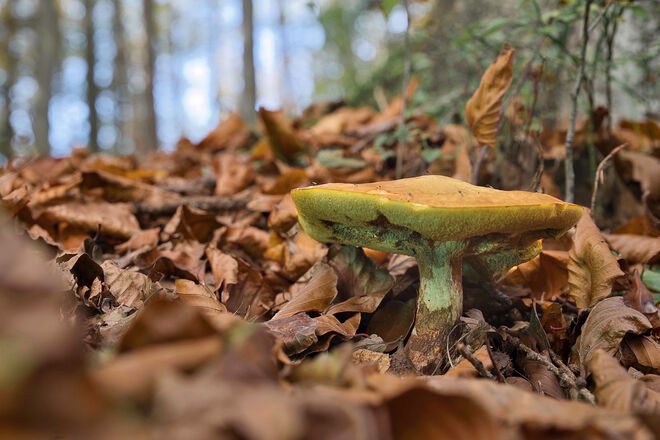 Pilz mit Herbstlaub.