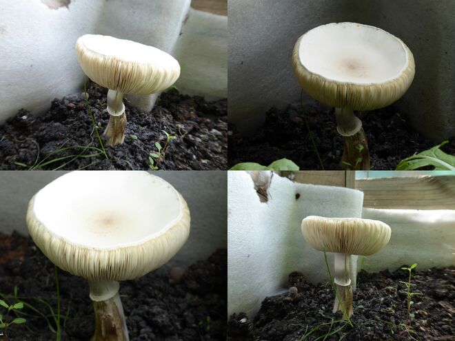 Pilzbestimmung - Ich bin gespannt