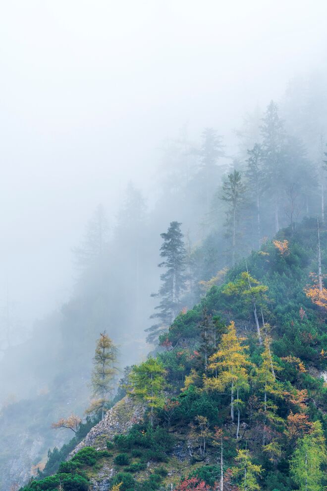 Herbstlicher Wald