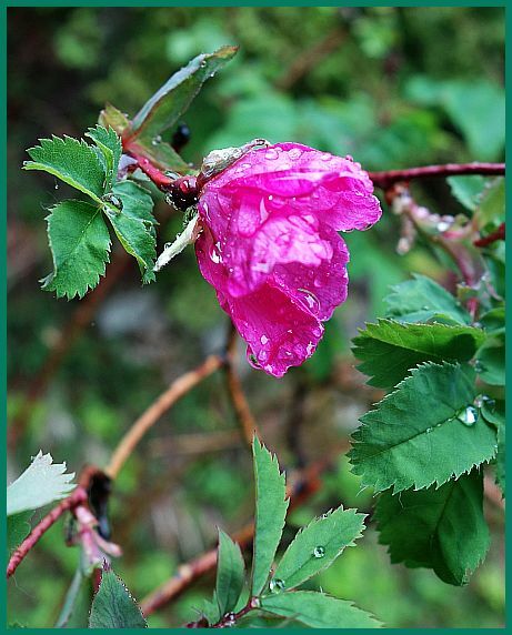 Regenwetterheckenrose