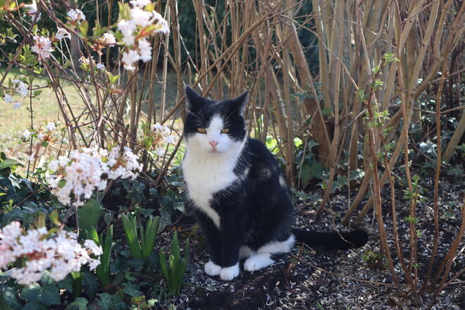 Schöne Katze