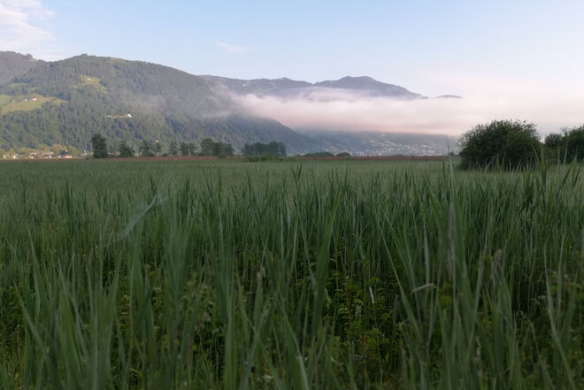 Morgenstimmung am Zeller See