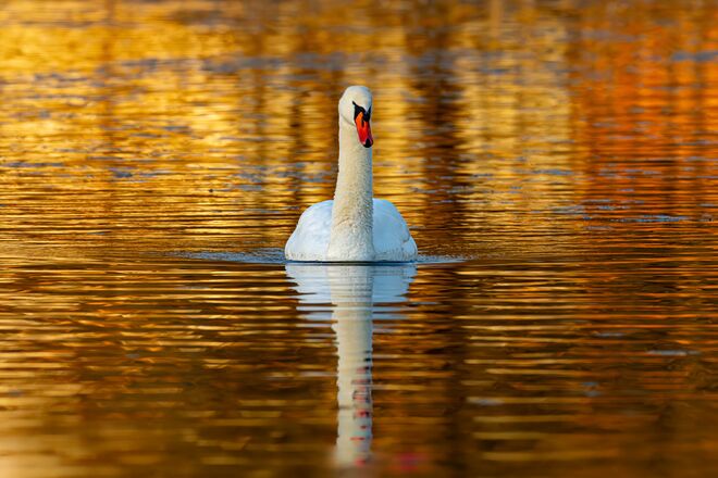 Ein Schwan im goldenen Licht