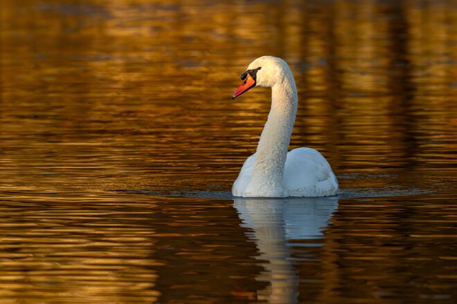 Schwan in schönstem Licht