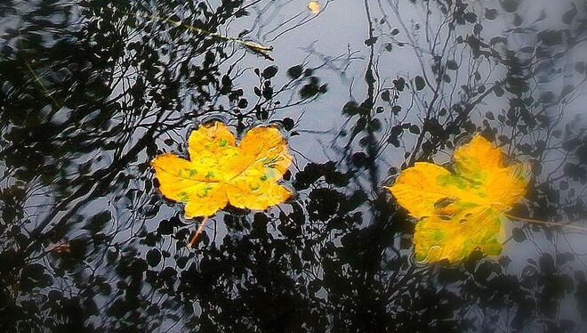" VERSCHWOMMENER HERBST "
