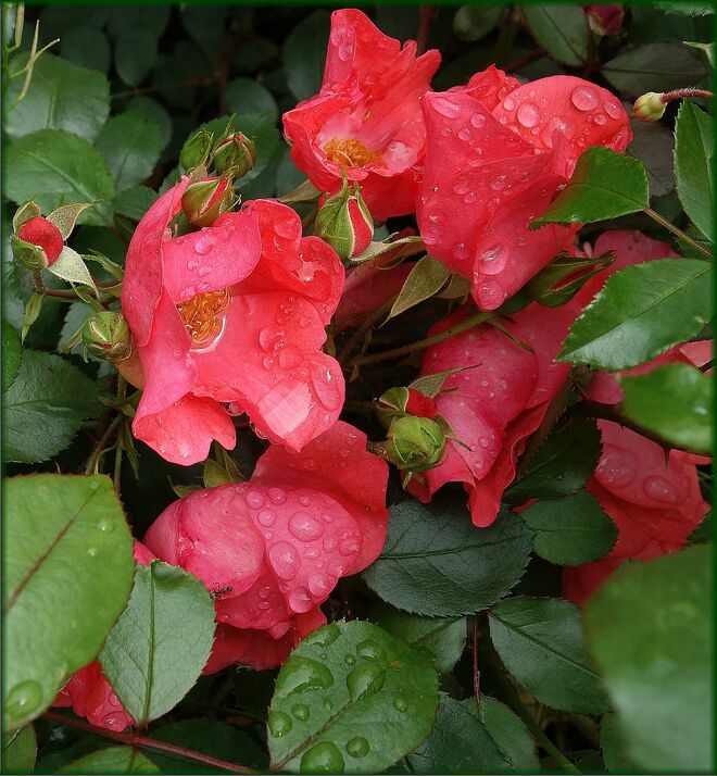 Regennasses Rosenrot