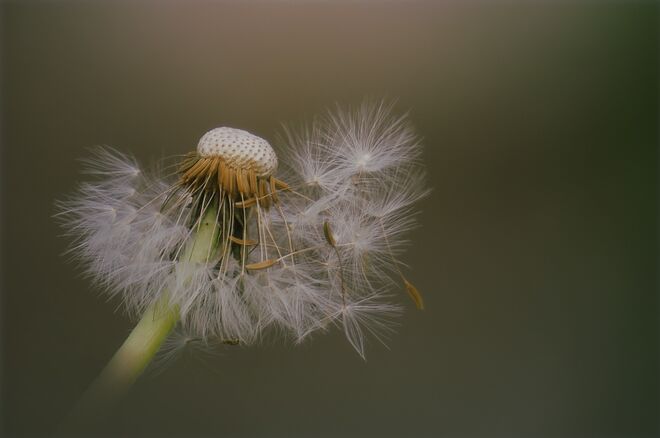 Der Zauber der kleinen Dinge