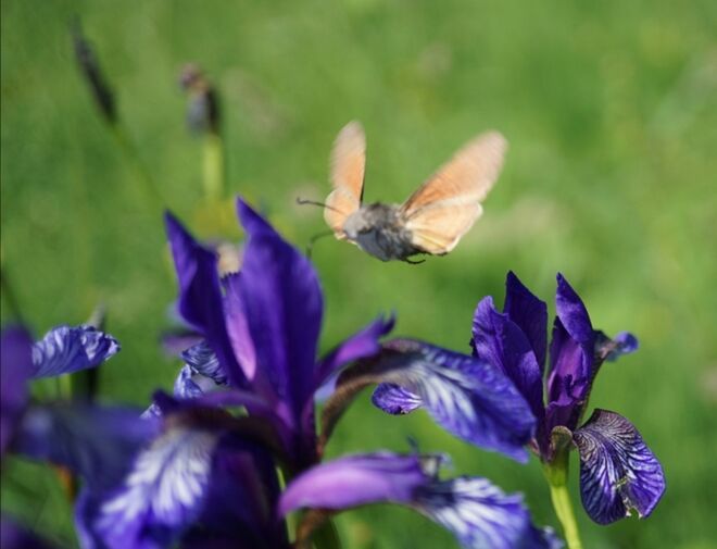 Besuch vom Taubenschwänzchen