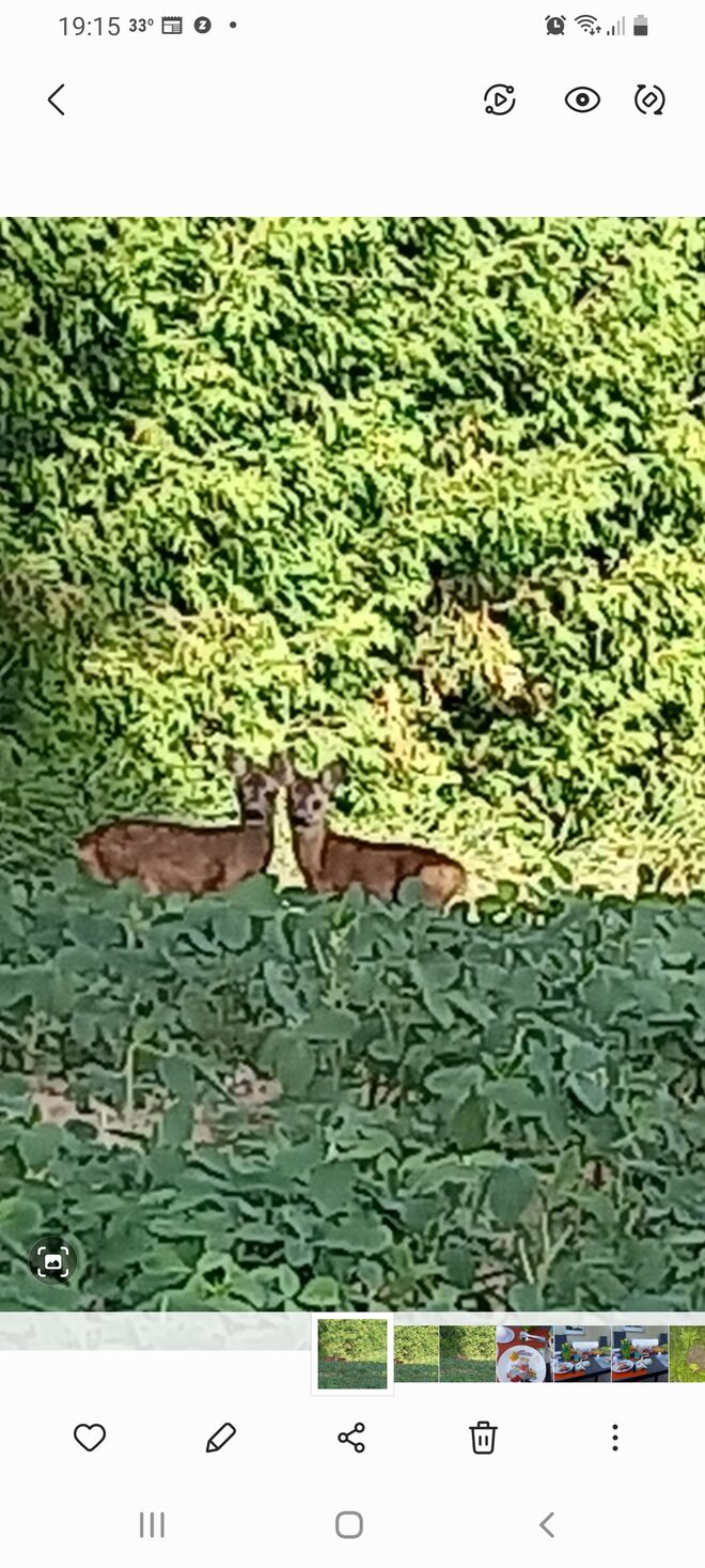 2Rehkitze zu Besuch