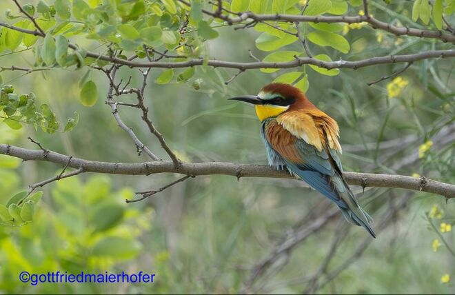 Bunte Vogelwelt
