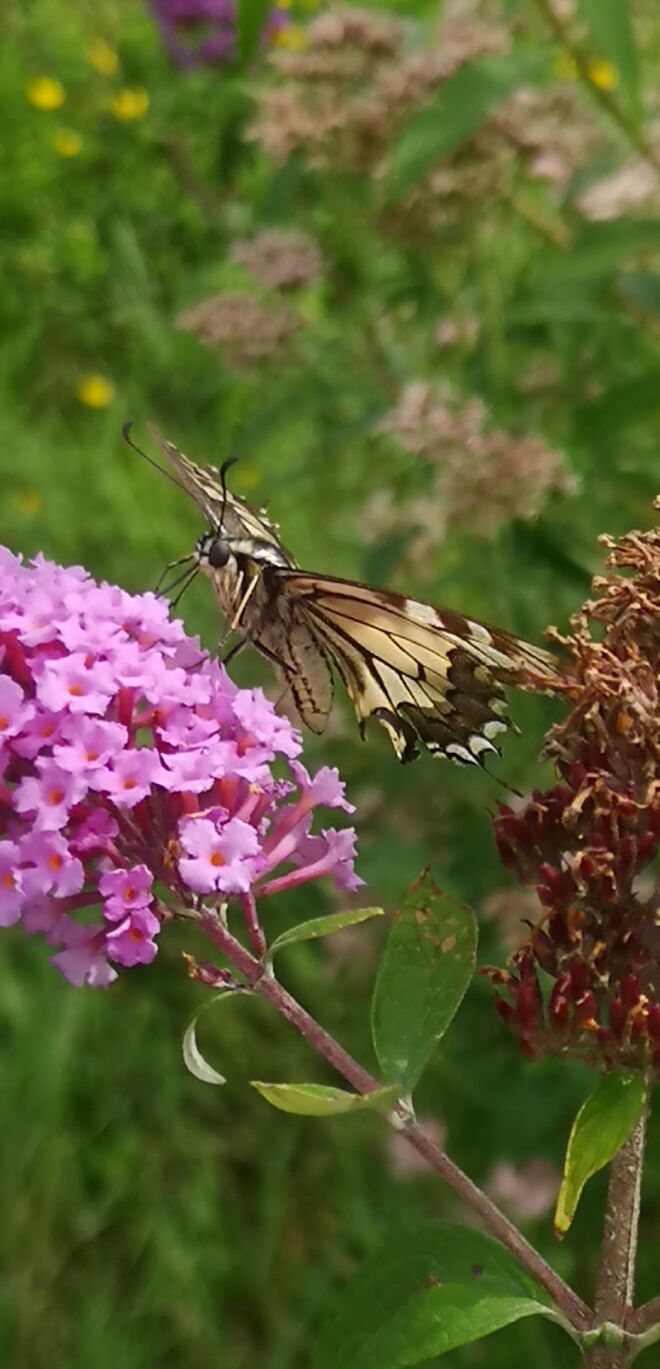 Schwalbenschwanz Macro