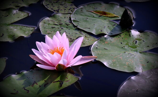 "ZARTES PINK"