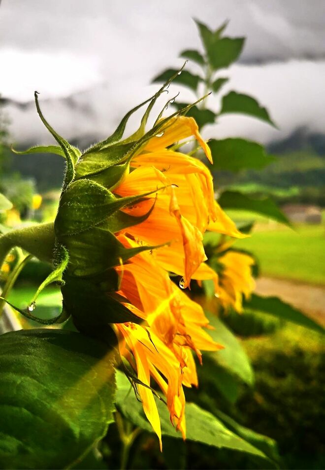 Sonneblume weint