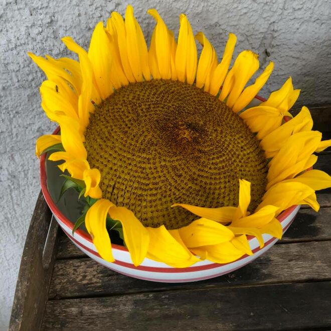 Der Sommer geht zu Ende...
