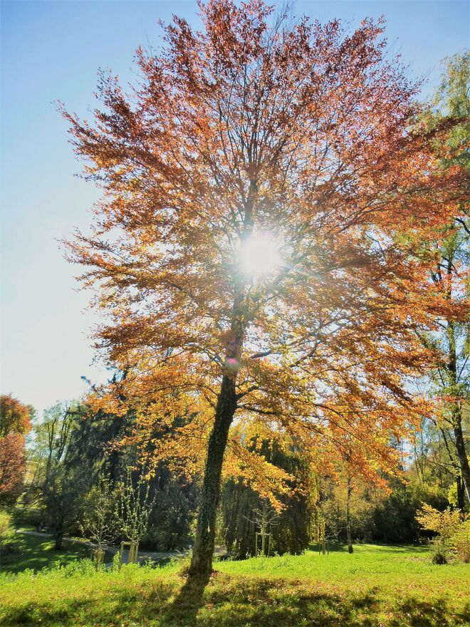 Sonnenherz