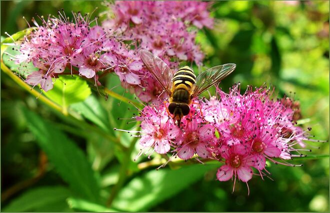 . . . Schwebfliege auf ROSA