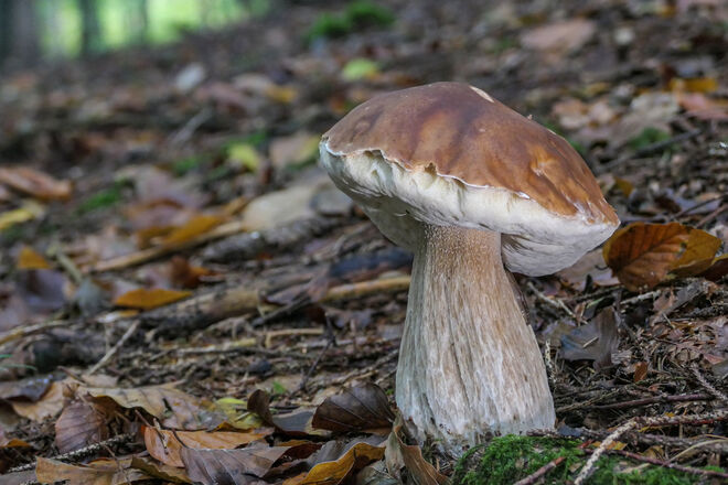 Steinpilz
