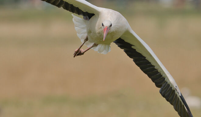 Der Storch hat's eilig.