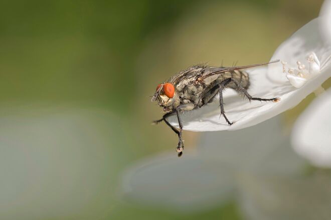 Ach Fliege, wenn ich dich kriege...