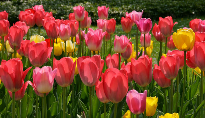 Tulpenparade