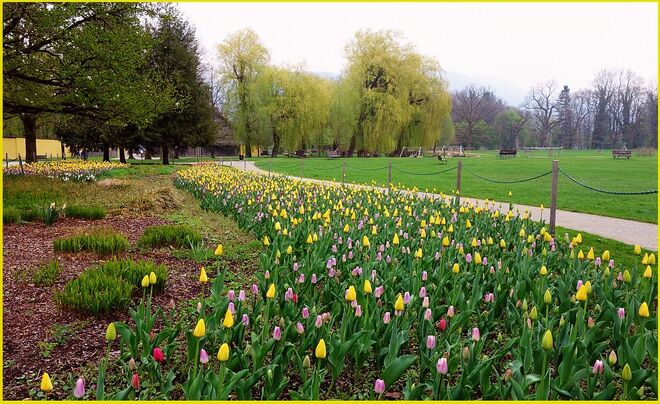 Aufmarsch der Tulpen