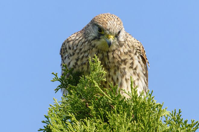 Turmfalke ganz nah