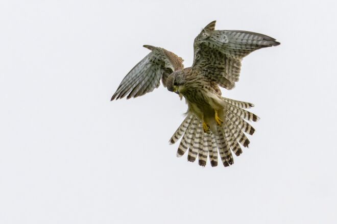 Turmfalke bei der Jagd