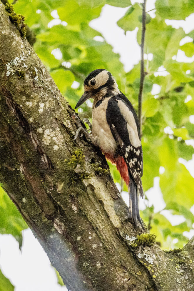 Unser Gast am Ampfelbaum