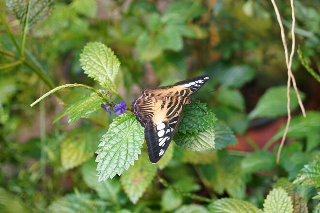 Überflieger, ein Wunder der Natur