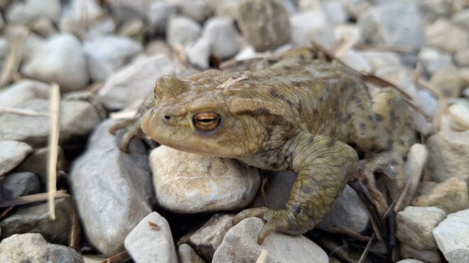 Frosch am Egelsee